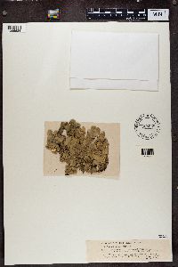 Cetrelia olivetorum image