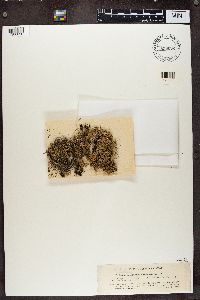 Pycnothelia papillaria image