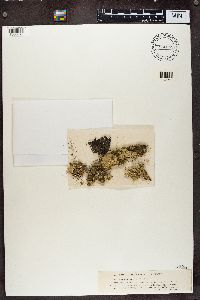 Flavoparmelia caperata image