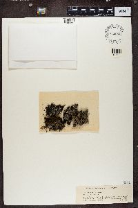 Megaspora verrucosa image