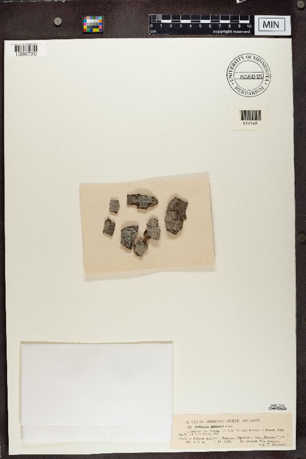 Arthonia pinastri image