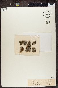 Lithographa graphidioides image