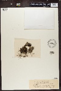 Pertusaria glomerata image