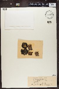 Umbilicaria subglabra image