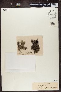 Hypotrachyna revoluta image