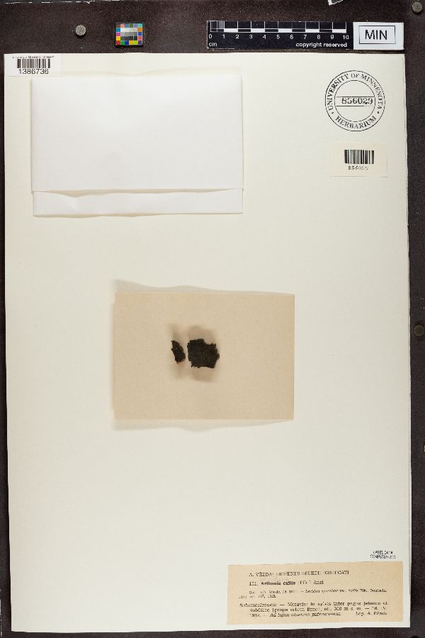 Arthonia exilis image