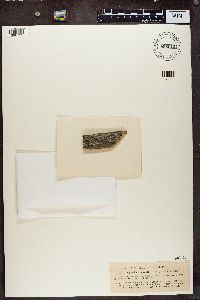 Image of Xylographa trunciseda