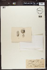 Lecanora calcarea image