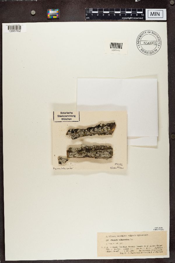 Physcia tribacoides image