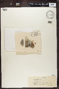 Thumbnail image of current specimen