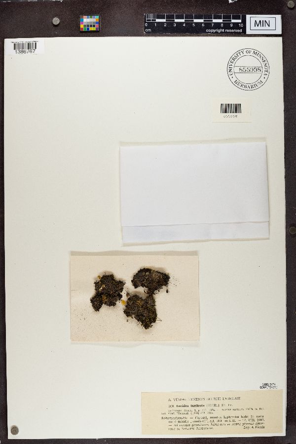 Lecidea turficola image