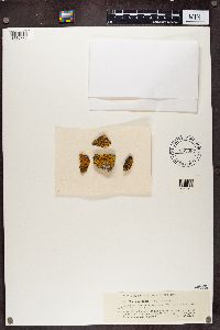 Xanthoria fallax image