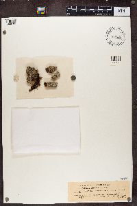 Thelotrema lepadinum image