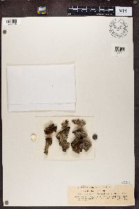 Sclerophora pallida image