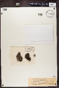 Bilimbia lobulata image
