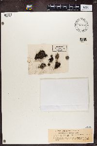 Protoblastenia terricola image