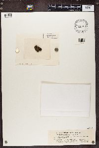 Toninia squalescens image