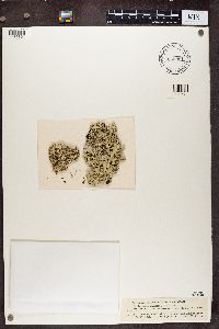 Xanthoparmelia conspersa image