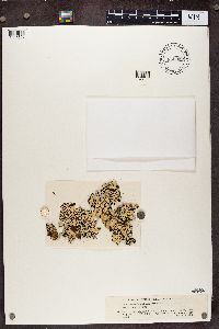 Hypogymnia enteromorphoides image