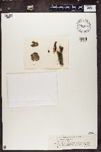 Hypotrachyna sinuosa image