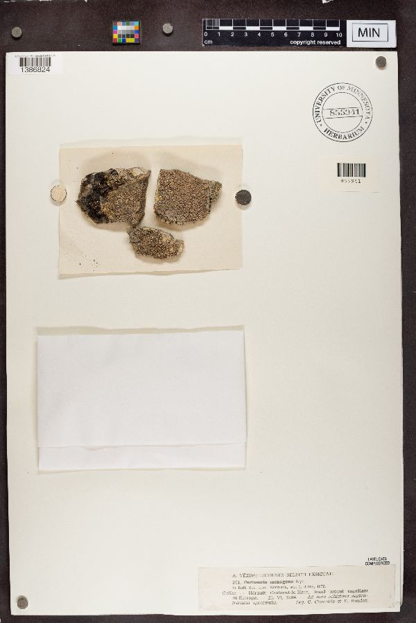 Pertusaria monogona image