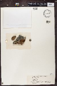 Lecidea lapicida image