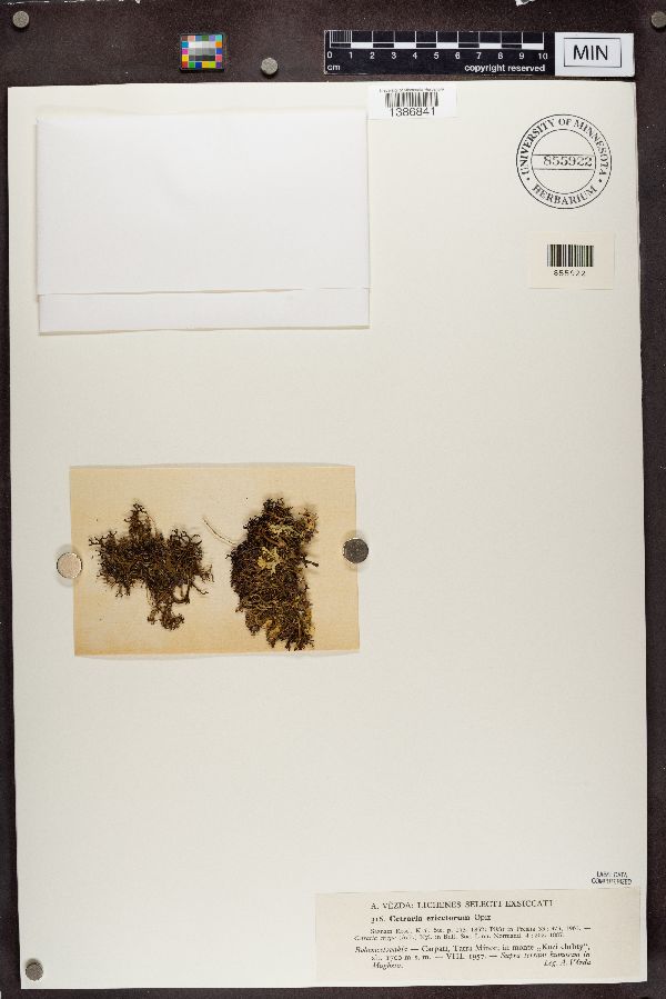 Cetraria ericetorum image