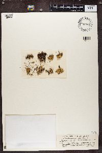 Pycnothelia papillaria image