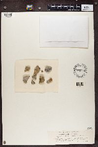 Petractis hypoleuca image