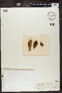 Xanthoria fallax image