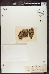 Parmotrema reticulatum image