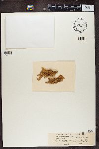 Ramalina fraxinea image