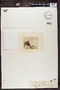 Ramalina intermedia image