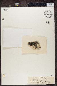 Thumbnail image of current specimen