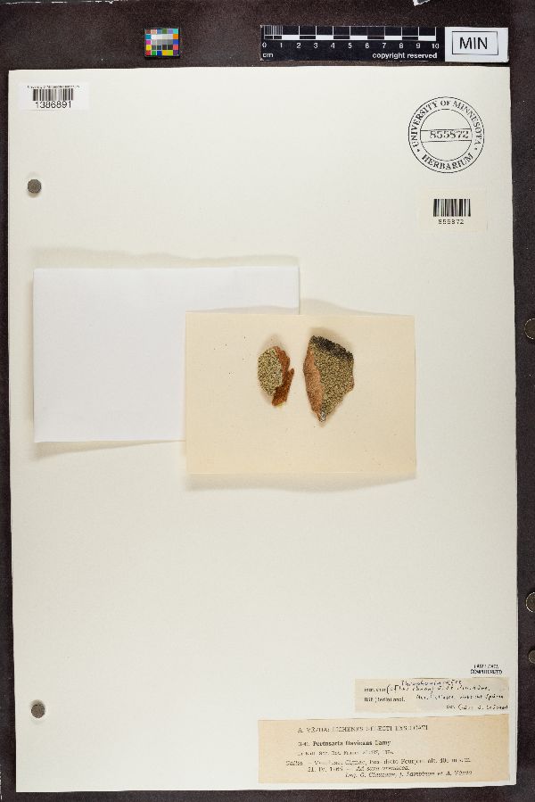 Pertusaria flavicans image