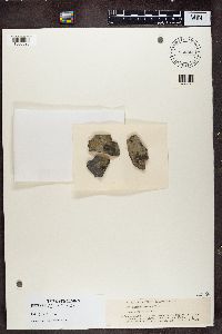 Thumbnail image of current specimen