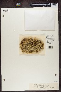 Cladonia caroliniana image