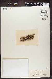 Parmotrema reticulatum image