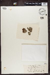 Arthonia radiata image