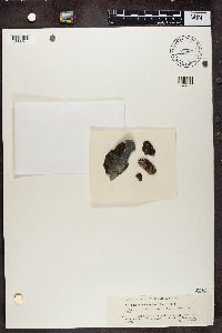 Phaeophyscia endococcina image