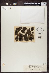 Scoliciosporum chlorococcum image