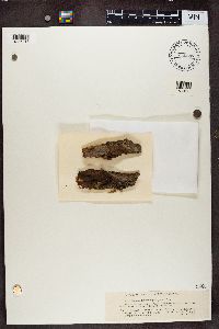 Bacidia subincompta image