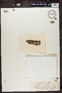 Lecania cyrtella image