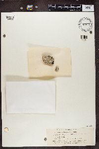 Pertusaria discoidea image
