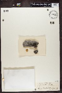 Candelariella aurella image