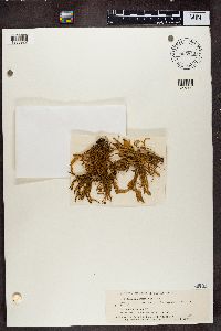 Ramalina fraxinea image