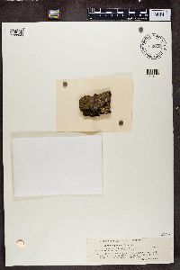 Phaeophyscia nigricans image