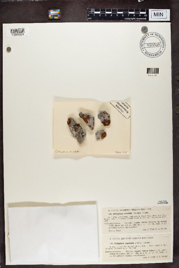 Caloplaca tegularis image