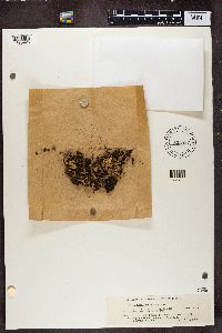Peltigera didactyla image