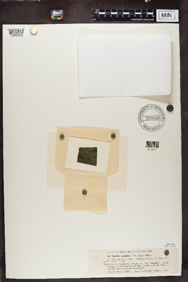 Bacidina apiahica image